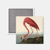 Audubon American Flamingo Magnet (Vorderseite/Rückseite)