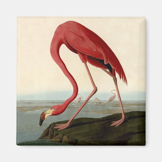 Audubon American Flamingo Magnet (Vorne)