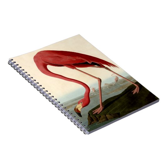 Audubon American Flamingo Notizblock (Rechte Seite)