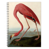 Audubon American Flamingo Notizblock (Vorderseite)