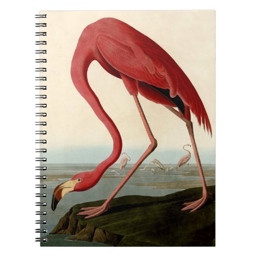 Audubon American Flamingo Notizblock (Vorderseite)