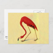 Audubon American Flamingo Painting Postkarte (Vorne/Hinten)