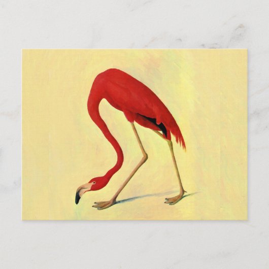 Audubon American Flamingo Painting Postkarte (Vorderseite)