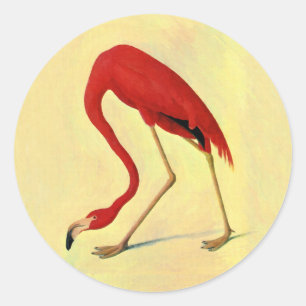 Audubon American Flamingo Painting Runder Aufkleber