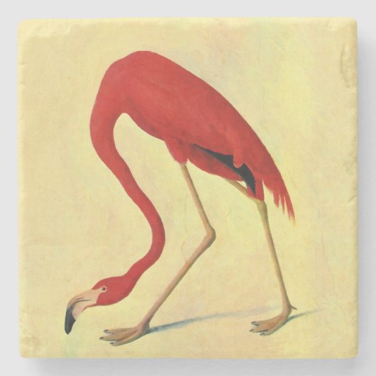 Audubon American Flamingo Painting Steinuntersetzer (Vorderseite)