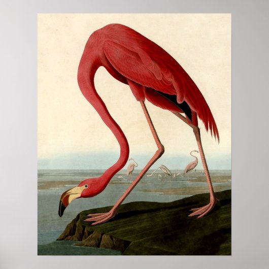Audubon American Flamingo Poster (Vorne)
