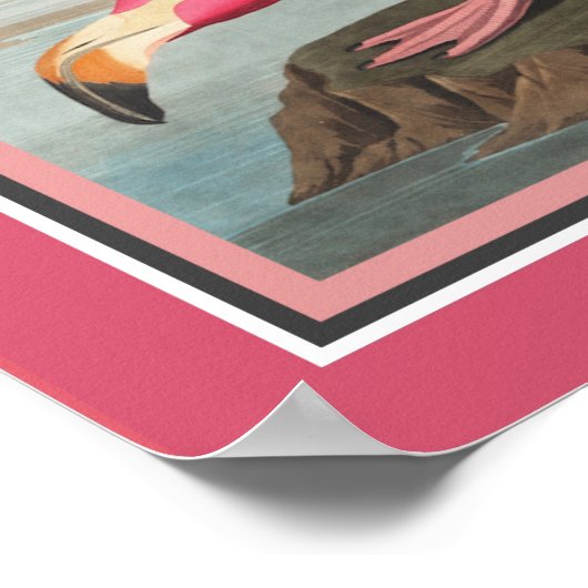 Audubon American Flamingo Poster (Ecke)