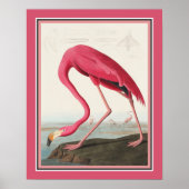 Audubon American Flamingo Poster (Vorne)