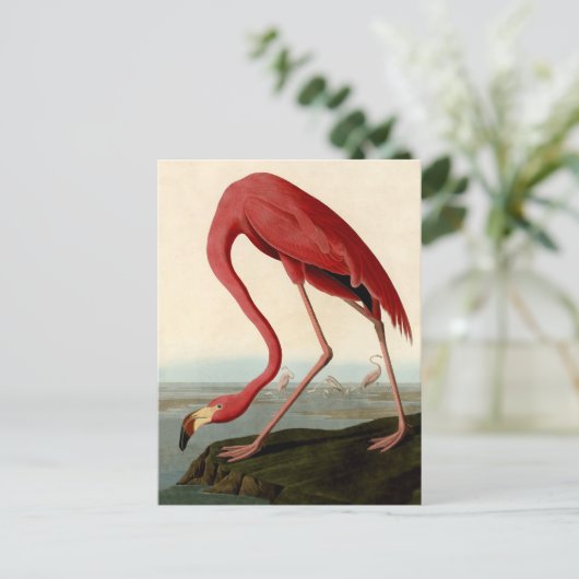 Audubon American Flamingo Postkarte (Stehend Vorderseite)
