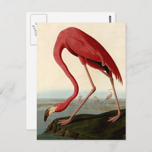 Audubon American Flamingo Postkarte (Vorne/Hinten)