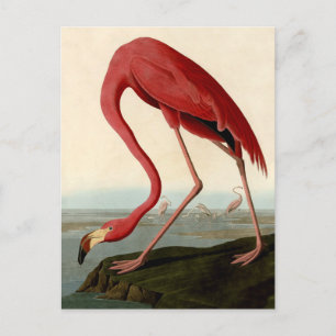 Audubon American Flamingo Postkarte
