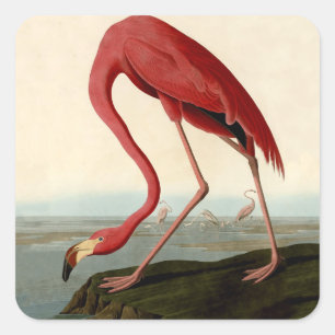 Audubon American Flamingo Quadratischer Aufkleber