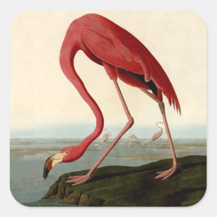 Audubon American Flamingo Quadratischer Aufkleber