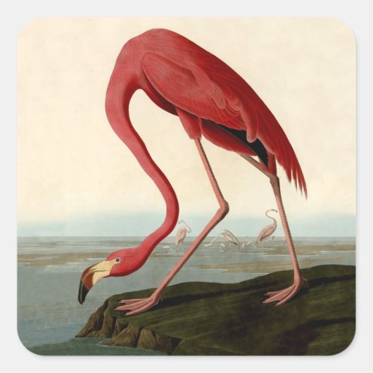 Audubon American Flamingo Quadratischer Aufkleber (Vorderseite)