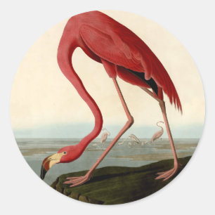 Audubon American Flamingo Runder Aufkleber