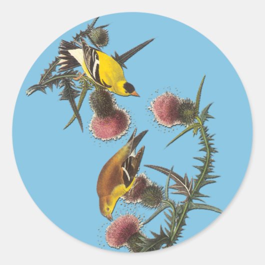 Audubon American Goldfinch Bird Art Stickers (Vorderseite)