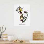Audubon American Goldfinch Poster (Küche)