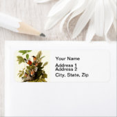 Audubon American Robin Wildlife Bird Illustration (Insitu)