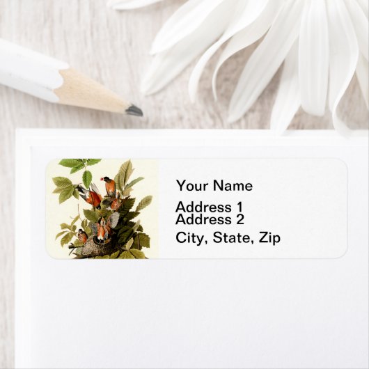 Audubon American Robin Wildlife Bird Illustration (Insitu)