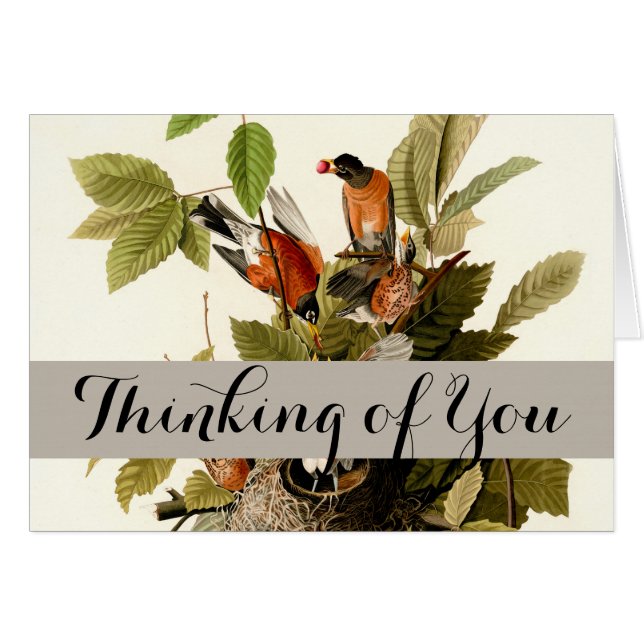 Audubon American Robin Wildlife Bird Illustration (Vorderseite (Horizontal))