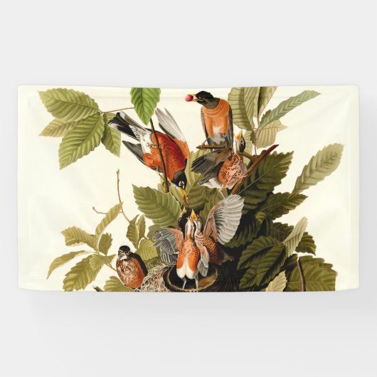Audubon American Robin Wildlife Bird Illustration Banner (Horizontal)