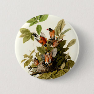 Audubon American Robin Wildlife Bird Illustration Button