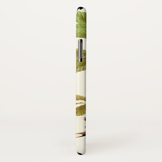 Audubon American Robin Wildlife Bird Illustration Case-Mate iPhone Hülle (Hinten/Rechts)