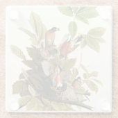 Audubon American Robin Wildlife Bird Illustration Glasuntersetzer (Rückseite)
