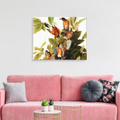 Audubon American Robin Wildlife Bird Illustration Leinwanddruck (Insitu (Wohnzimmer))