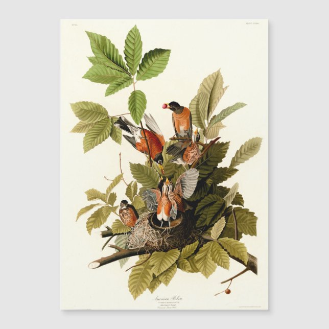 Audubon American Robin Wildlife Bird Illustration Magnetkarte (Vorderseite)