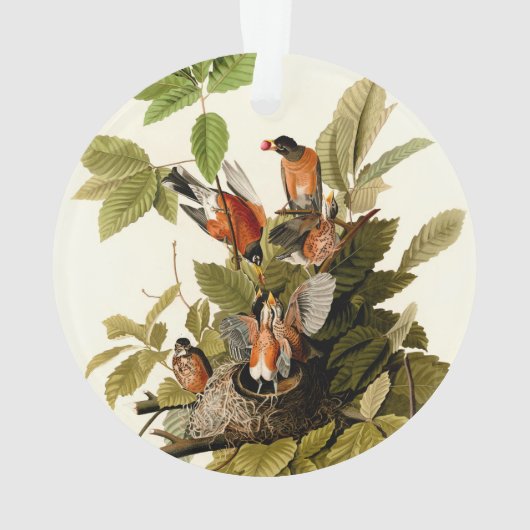 Audubon American Robin Wildlife Bird Illustration Ornament (Rückseite)
