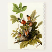 Audubon American Robin Wildlife Bird Illustration Planer (Rückseite)