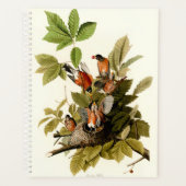 Audubon American Robin Wildlife Bird Illustration Planer (Vorderseite)