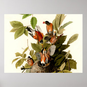 Audubon American Robin Wildlife Bird Illustration Poster