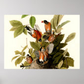 Audubon American Robin Wildlife Bird Illustration Poster (Vorne)