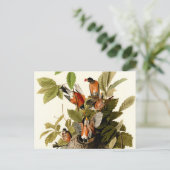 Audubon American Robin Wildlife Bird Illustration Postkarte (Stehend Vorderseite)