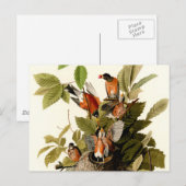 Audubon American Robin Wildlife Bird Illustration Postkarte (Vorne/Hinten)
