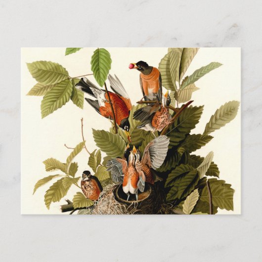 Audubon American Robin Wildlife Bird Illustration Postkarte (Vorderseite)
