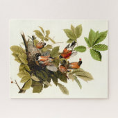 Audubon American Robin Wildlife Bird Illustration Puzzle (Horizontal)