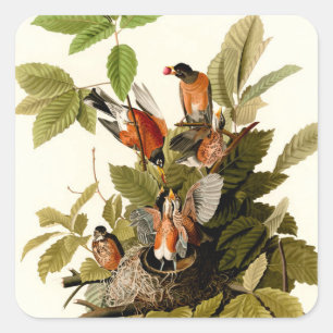 Audubon American Robin Wildlife Bird Illustration Quadratischer Aufkleber