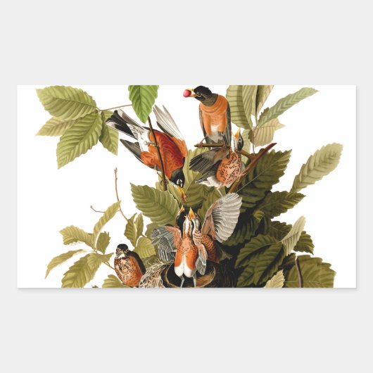 Audubon American Robin Wildlife Bird Illustration Rechteckiger Aufkleber (Vorderseite)