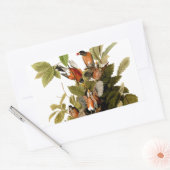 Audubon American Robin Wildlife Bird Illustration Rechteckiger Aufkleber (Umschlag)