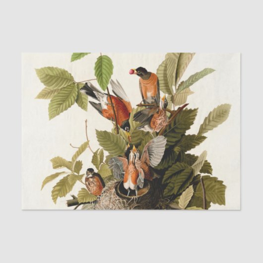 Audubon American Robin Wildlife Bird Illustration Seidenpapier (Vorderseite)
