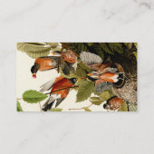 Audubon American Robin Wildlife Bird Illustration Visitenkarte (Rückseite)