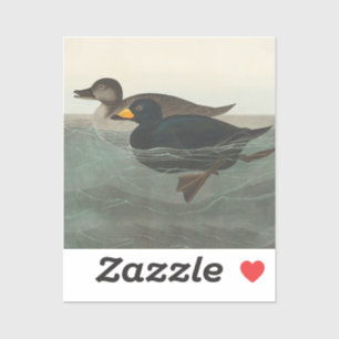 Audubon American Scoter Duck Aufkleber