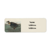 Audubon American Scoter Duck Classic (Vorne)