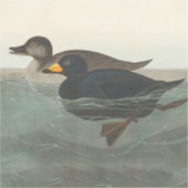 Audubon American Scoter Duck Classic Aufkleber (Vorderseite)