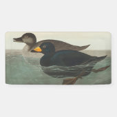Audubon American Scoter Duck Classic Banner (Horizontal)