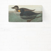 Audubon American Scoter Duck Classic Banner (InSitu)