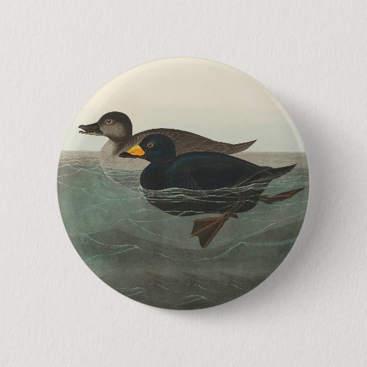Audubon American Scoter Duck Classic Button (Vorderseite)